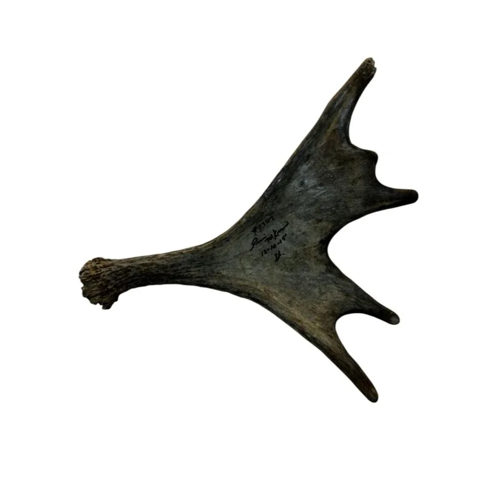 Genuine Moose Antler Candle Holder 3 Cup Rustic Cabin Decor Handmade Signed 12”